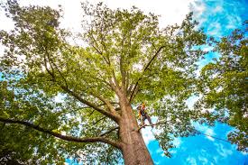 Leaf Removal Services