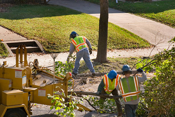 How Our Tree Care Process Works  in  Ferrysburg, MI