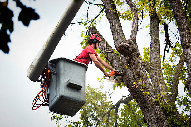 Ferrysburg, MI  Tree Services Company